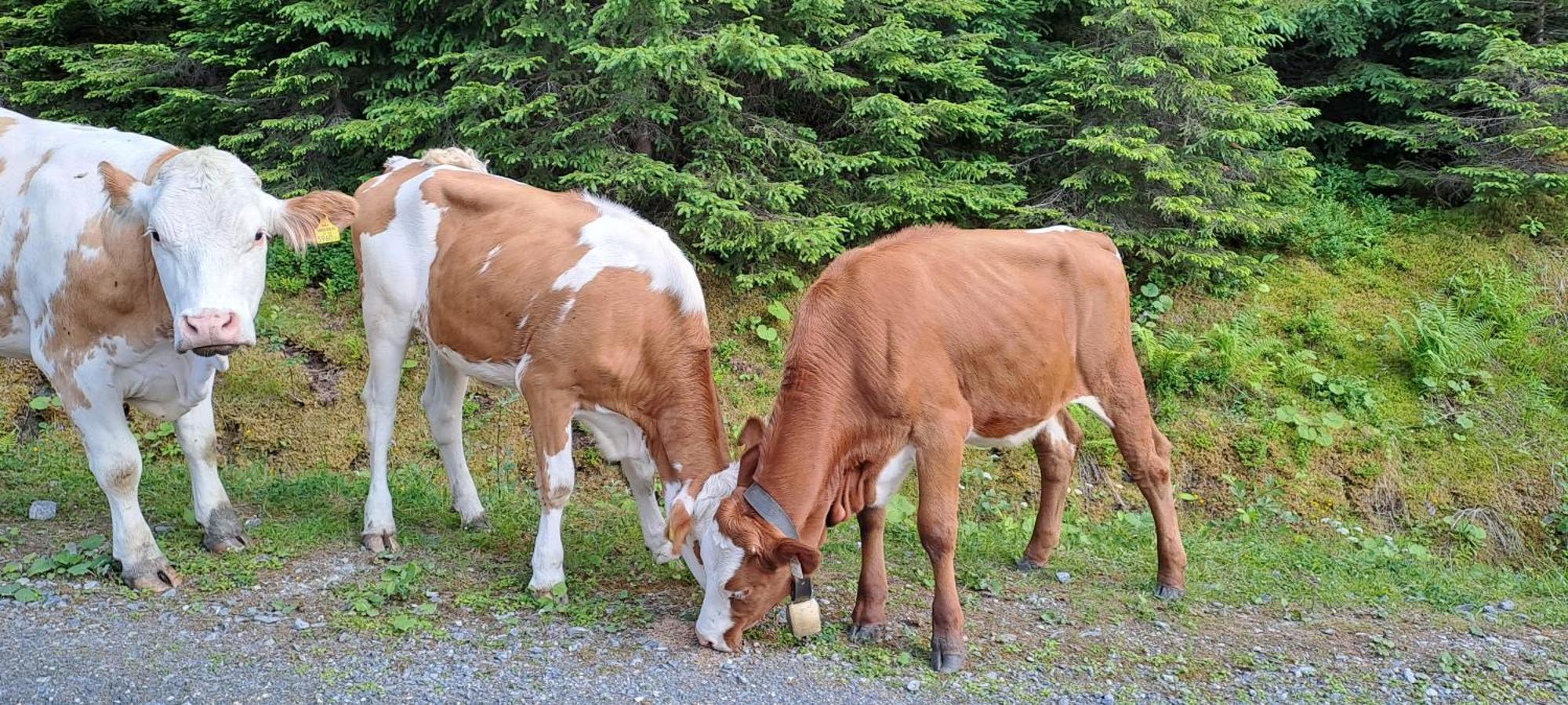 Ferienwohnung Hartlgut Bad Hofgastein Bagian luar foto